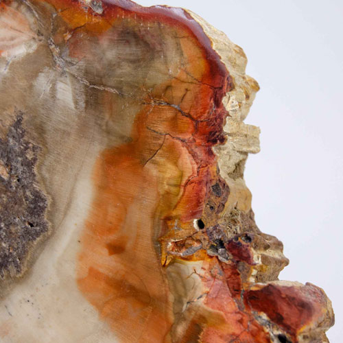 Petrified Wood
